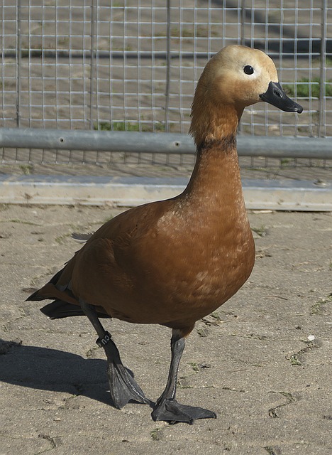 原因之一