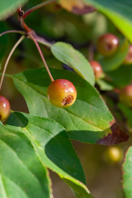 如何在缺少 如何在缺少